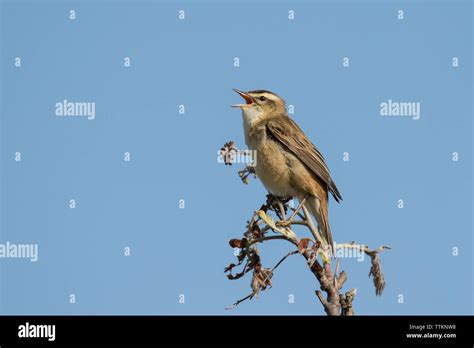 Sedge warbler singing hi-res stock photography and images - Alamy