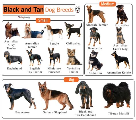 Small & Big Black & Tan (or Brown) Dog Breeds With Pictures ...