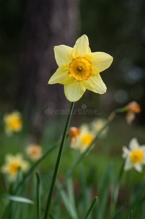 Yellow Daffodil stock photo. Image of meadow, perennial - 34357640