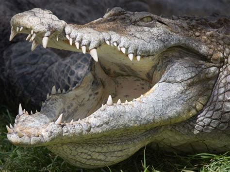 Crocodile Jaw Muscles - Crocodile