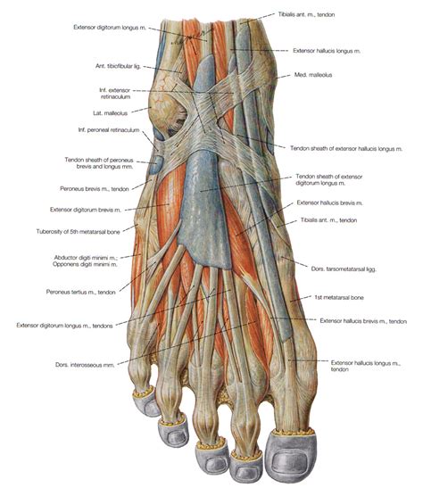 Leg and Foot Muscles