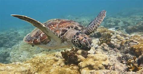 Snorkeling at the bay | GetYourGuide