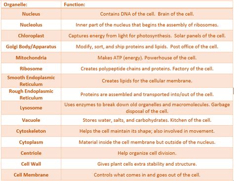 Cell Organelle — Types & Functions - Expii