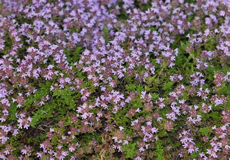 How to Grow and Care for Creeping Thyme