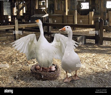 Golly the goose hi-res stock photography and images - Alamy