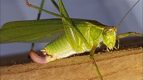 18 Types of Grasshoppers in Florida (with pictures) - Animal Hype