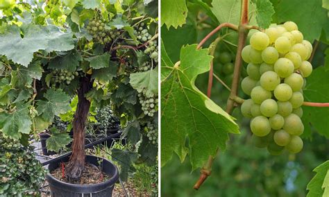 Vitis Vinifera (Grape Tree) – Quarter-Standard – Garden Plants Online