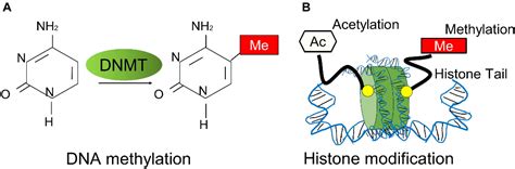 Dna Methylation And Cancer