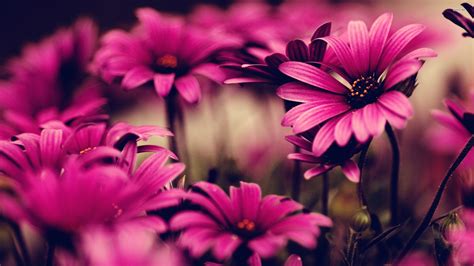 🔥 Free Download Pics Photos Fb Covers Hd Cover Photo Flower by ...