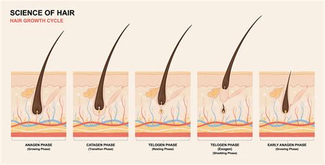 Stages Of Hair Growth Cycle