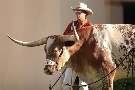 How Bevo (Really) Got His Name – Blairfield Realty