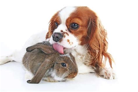 When Fido Met Thumper: Keeping the Peace Between Your Dog and Rabbit