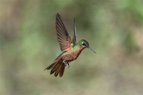 Brazilian hummingbird 7 Photograph by Sanchez PhotoArt - Fine Art America