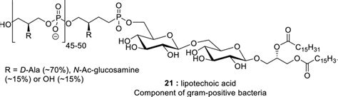 Structure of lipoteichoic acid (21) | Download Scientific Diagram