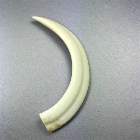 Wild Boar Tusks | Boone Trading Company