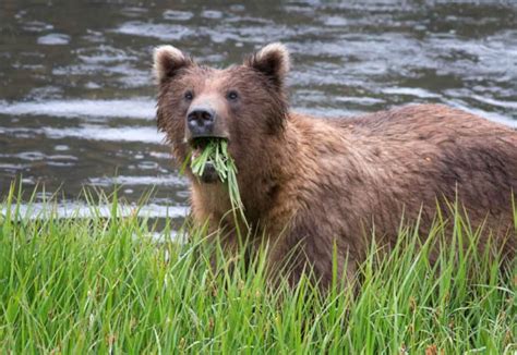 What Do Brown Bears Eat? – North American Nature