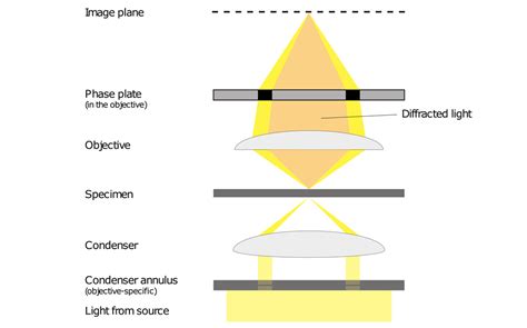 Phase Contrast Microscope Diagram