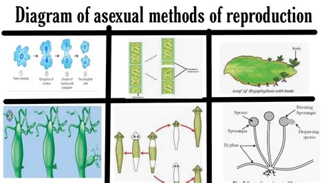 [DIAGRAM] Asexual Reproduction Diagram - MYDIAGRAM.ONLINE