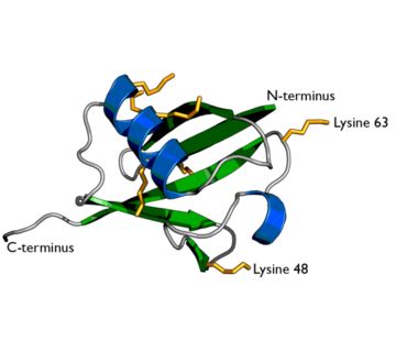 Ubiquitin Structure & Function - Proteopedia, life in 3D