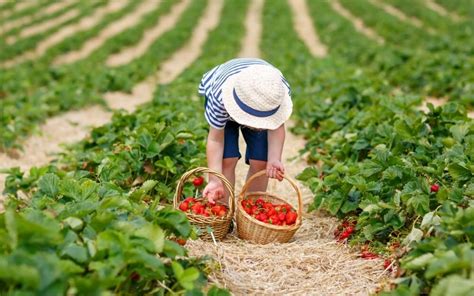 The Best West Michigan U-Pick Farms: Strawberry Picking, Blueberry ...