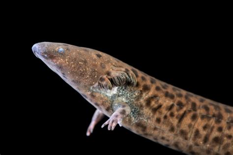 Female Reticulated Siren (Siren reticulata) - Joel Sartore