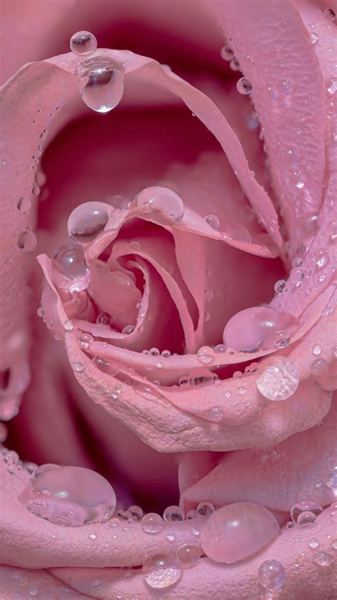 88+ Wallpaper Pink Rose Flower Pictures - MyWeb