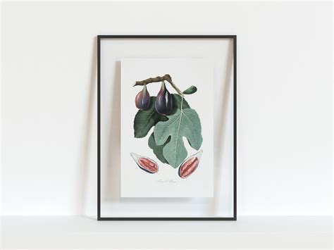 Fig Art Figs Art Fig Leaf Art Fig Art Print Fig Leaf Art - Etsy UK