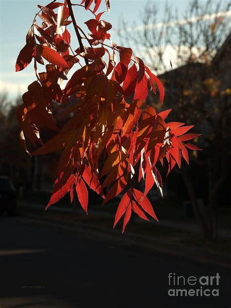 Pepper Tree Leaves Photograph by Richard Thomas - Pixels