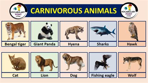 list of carnivorous animals Archives - Vocabulary Point