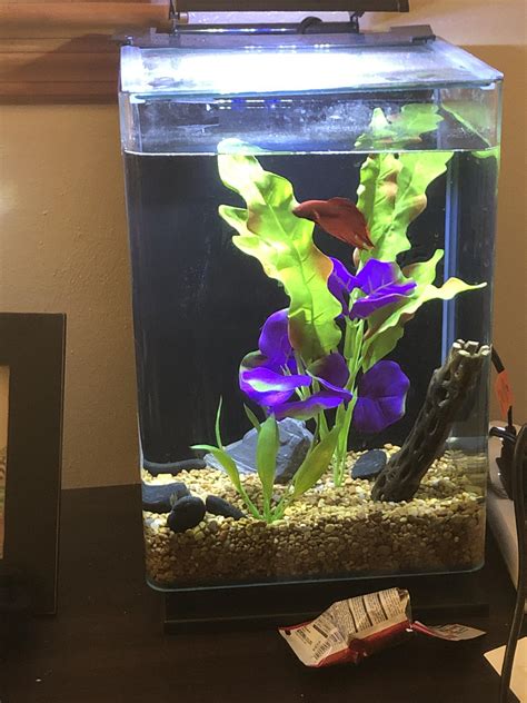 My 5 gallon betta tank : r/Aquariums