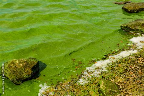 Green algae pollution on the water surface. Ecological concept Stock ...