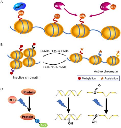 Chromatin modifications in gene-expression regulation. A: DNA ...