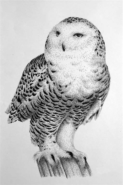 Snowy Owl Drawing by Rens Ink