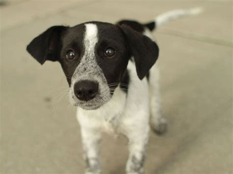 Unnamed Pointer Mix puppy | Puppies, Beautiful dogs, Dogs