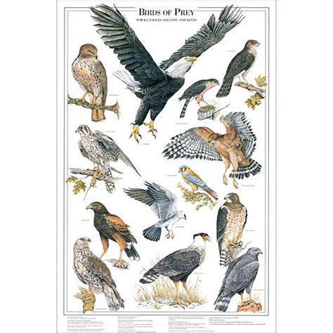 Birds of Prey Poster 1 - Shows 13 Raptor Species of North America