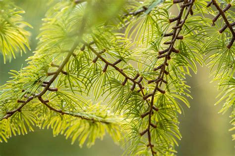 How to Grow and Care for Golden Larch Tree