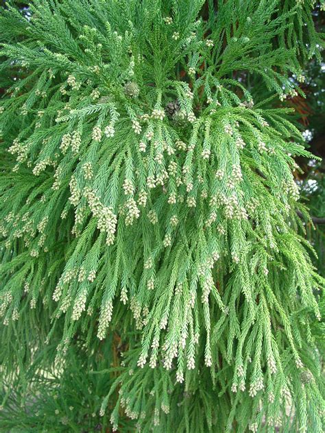 Pyramidal Forms Of Cryptomeria | What Grows There :: Hugh Conlon ...