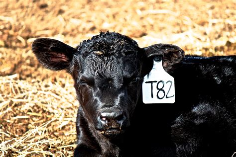 Think for Yourself | Cow pictures, Calves, Cow