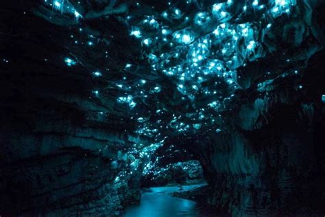 35 Fascinating Waitomo Glowworm Caves Facts