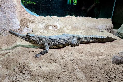 African Slender-snouted Crocodile - Zoo Atlanta