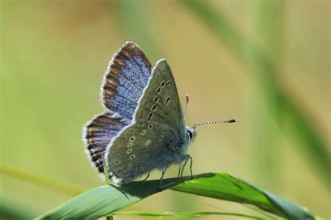 Mission Blue (Butterflies of San Mateo County) · iNaturalist