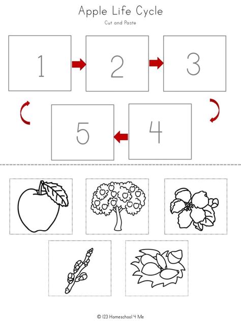 🍎 FREE Apple Life Cycle Printable Worksheets