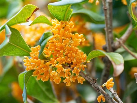 Osmanthus fragrans f. aurantiacus (Fragrant Olive)