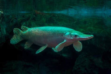 Florida Gar Aquarium Stock Photos, Pictures & Royalty-Free Images - iStock