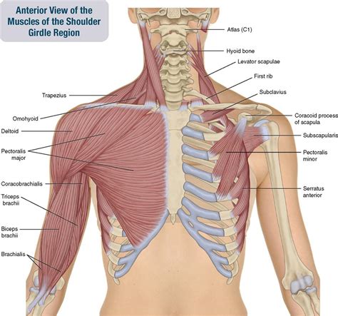 Shoulder Girdle Muscles