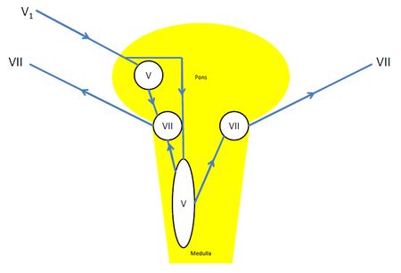 Blink Reflex - Physiopedia