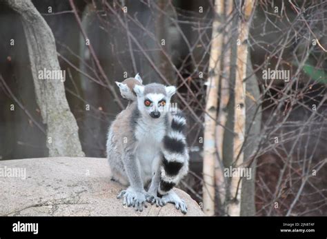 The animals of the zoo of Skansen Stock Photo - Alamy