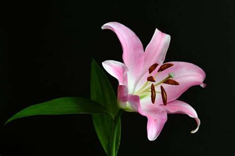 Stargazer Lily Meaning & Symbolism: 5 Important Interpretations ...