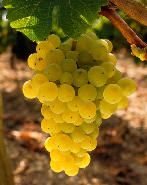 Sauvignon Blanc grape variety for dry whites