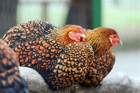 Wyandotte Chicken: Care Guide, Color Varieties and More… | Chickens And ...